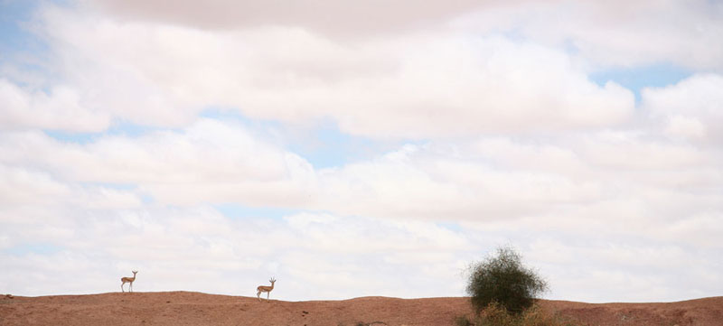 La Forêt des 29 - Vers Jaisalmer - Photo 1